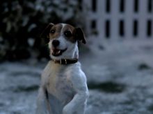 Uggie