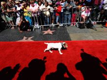 Uggie