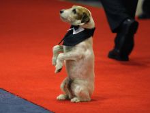 Uggie