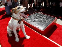 Uggie