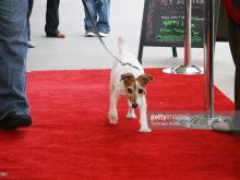 Uggie
