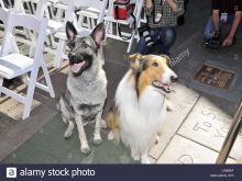 Uggie