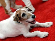 Uggie