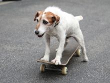 Uggie
