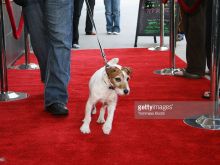 Uggie