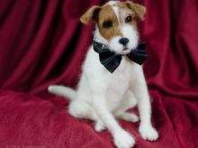 Uggie