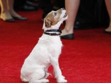 Uggie
