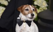 Uggie