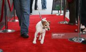 Uggie