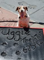 Uggie