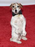 Uggie