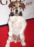 Uggie