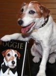 Uggie