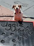 Uggie