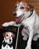 Uggie