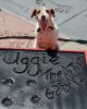 Uggie