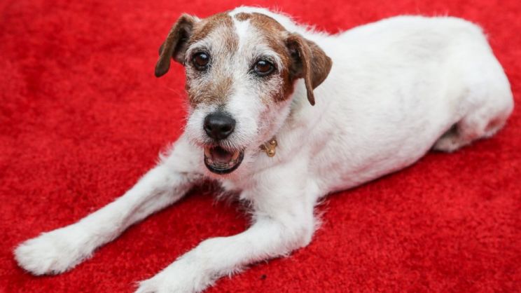 Uggie