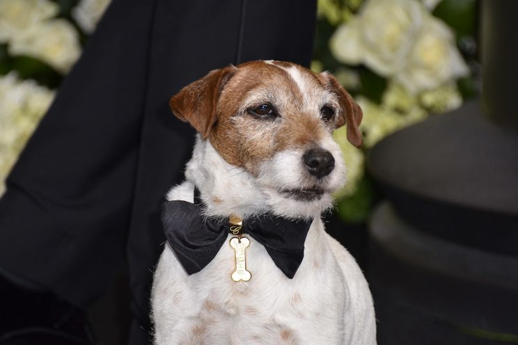 Uggie