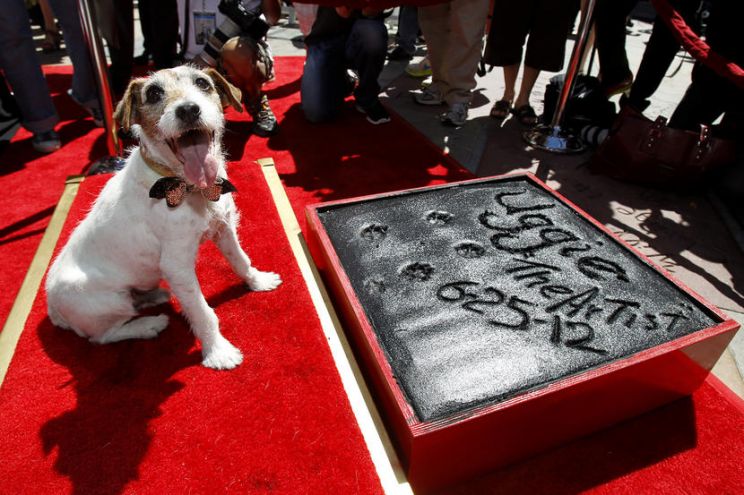 Uggie