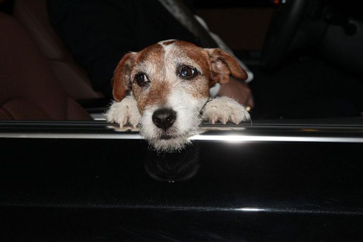 Uggie