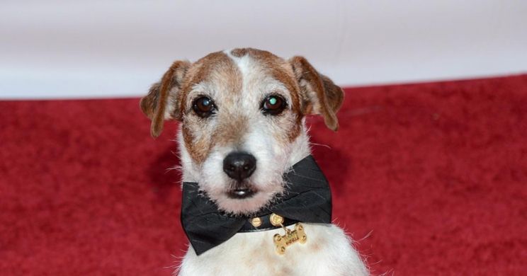 Uggie