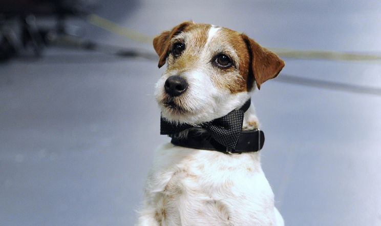 Uggie
