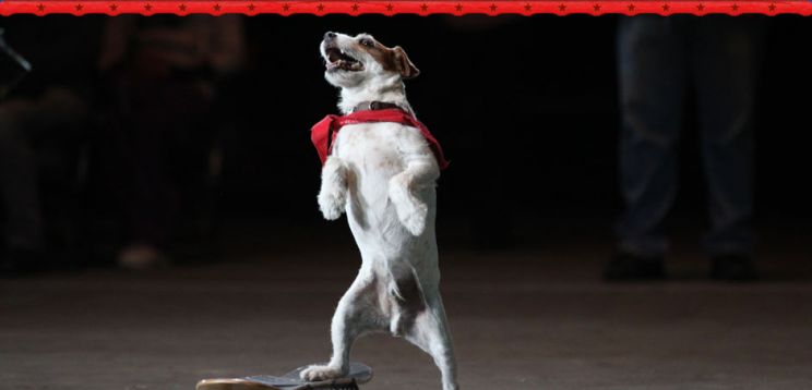 Uggie