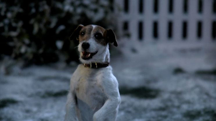 Uggie