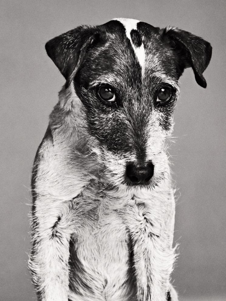 Uggie