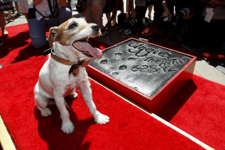 Uggie
