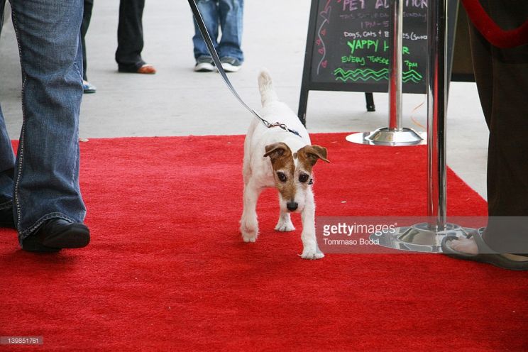 Uggie
