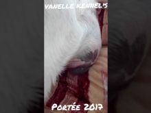 Vanelle