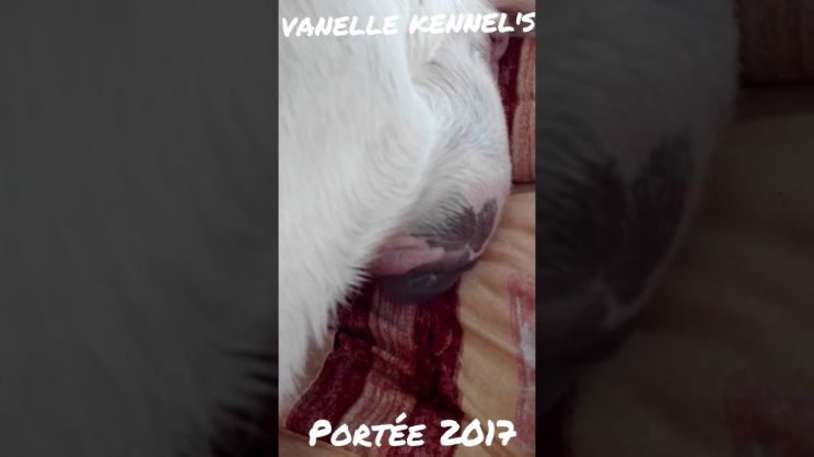 Vanelle