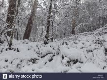 Victoria Snow