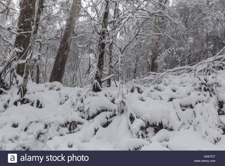 Victoria Snow