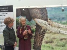 Virginia McKenna