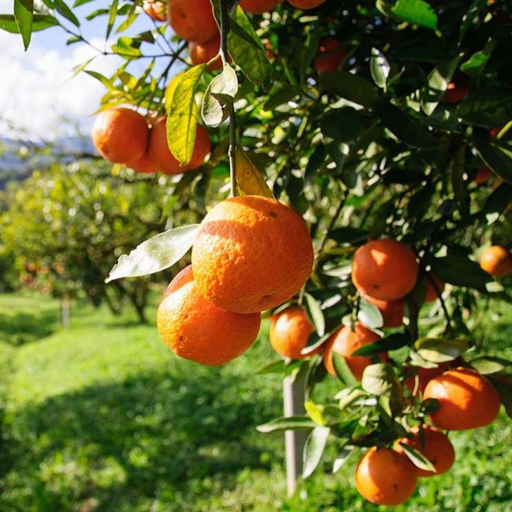 Vitamin C
