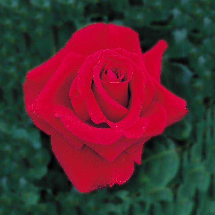 William Rose