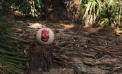 Wilson the Volleyball