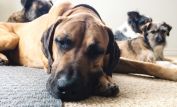Winston Story