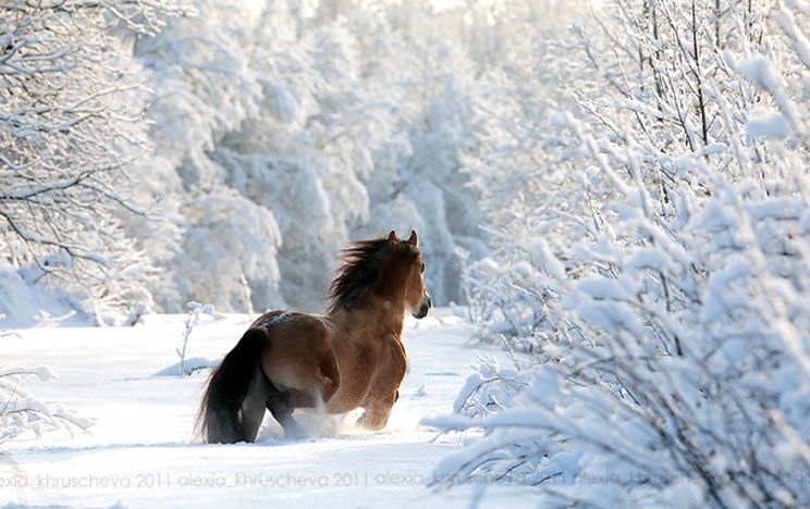 Winter