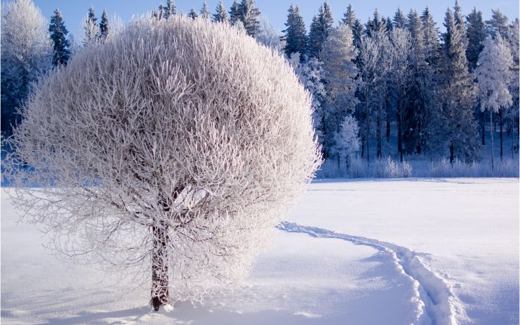 Winter