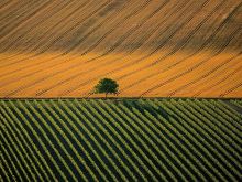 Yann Arthus-Bertrand