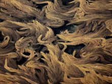 Yann Arthus-Bertrand