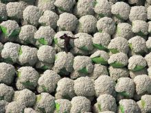 Yann Arthus-Bertrand