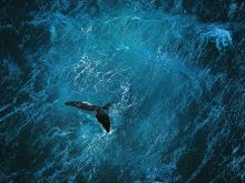 Yann Arthus-Bertrand