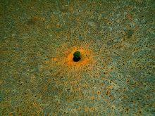 Yann Arthus-Bertrand
