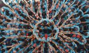 Yann Arthus-Bertrand