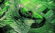 Yann Arthus-Bertrand