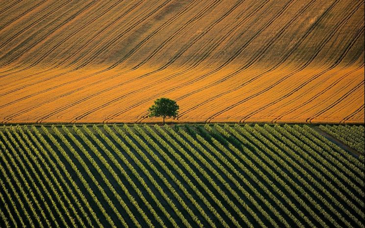 Yann Arthus-Bertrand